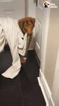 Dog GIF by The Dodo