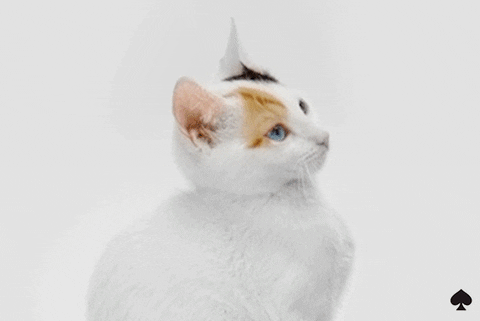 Excuse Me What GIF by kate spade new york