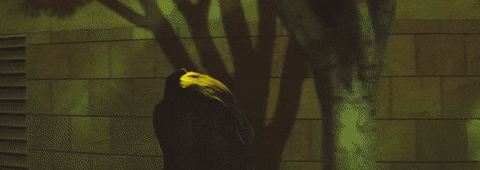 sub pop boom GIF by Clipping.