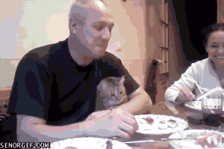 cat eating GIF by Cheezburger