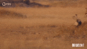 Season 2 Chase GIF by PBS