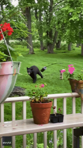 'Peaceful' Bear Relaxes in Maryland Backyard