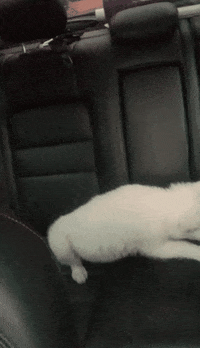 Wolf Whitewolf GIF by We Lift