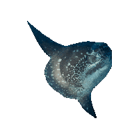 Bluecornerdive bubbles island diving idc Sticker