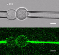 GIF by Harvard Medical School
