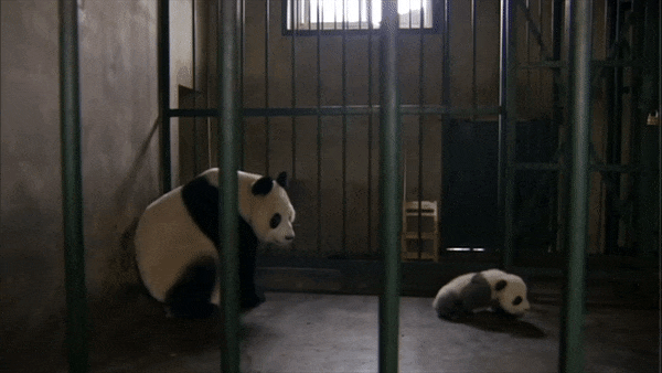 pandas ignore GIF by Neon Panda MX