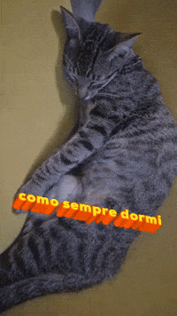 Gatos GIF