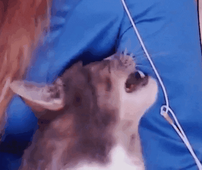 ssossong giphyupload GIF