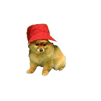Dog Majemydogandi Sticker by Maje Paris