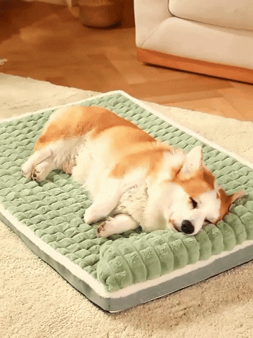 GIF Animado