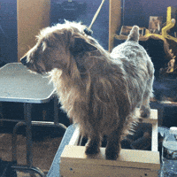 westminster dog show dogs GIF by Westminster Kennel Club