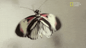 nat geo wild pets GIF by Dr. K's Exotic Animal ER