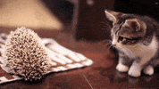 kitten hedgehog GIF by Internet Cat Video Festival