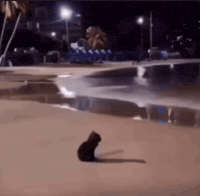 Cat Meme GIF