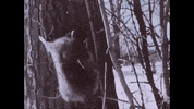 Film Vintage GIF