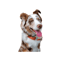 Aussie Tongue Out Sticker by Geekster Pets