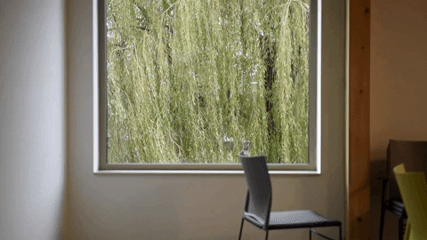 Floor_podium giphygifmaker haarlemmermeer treurwilg verstilling GIF