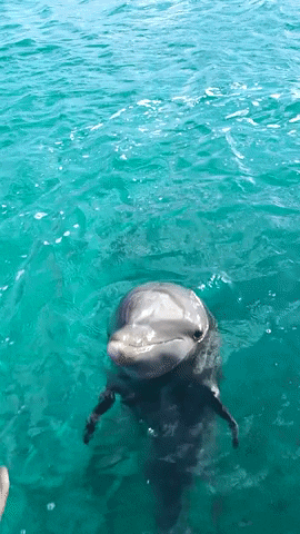 dolphintherapycuracao giphyupload yes nubia cdtc GIF
