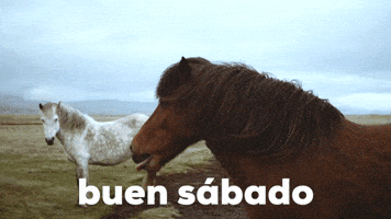 Buen SΓ‘bado