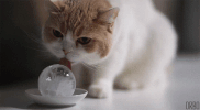 Cat Perfect Loop GIF