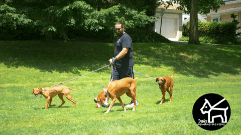 danspetcare giphyupload dog dogs dog walking GIF