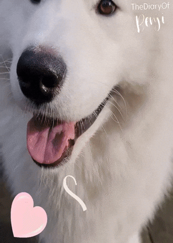 Benji Paco GIF