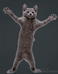 Lets Go Cat GIF by Unscreen