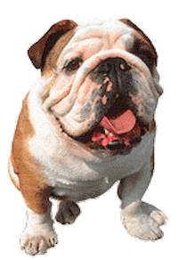 bulldog Sticker