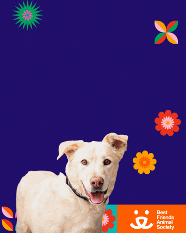 Mi Casa Latina GIF by Best Friends Animal Society