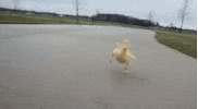 fun waddling GIF