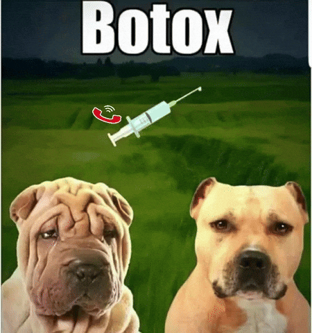 thelkristijan giphyattribution dog giphycreatortest botox GIF