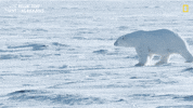 Polar Bear Snow GIF by National Geographic Channel