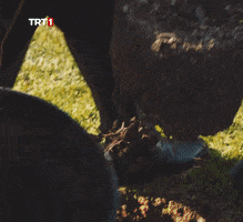 Fall Gift GIF by TRT