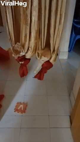 Kittens Peacefully Play from Drape Hammocks