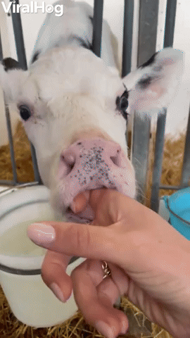 Baby Cows Love Sucking on Hands