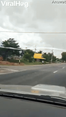 Herd of Cows Wait for Traffic Signals to Cross Road