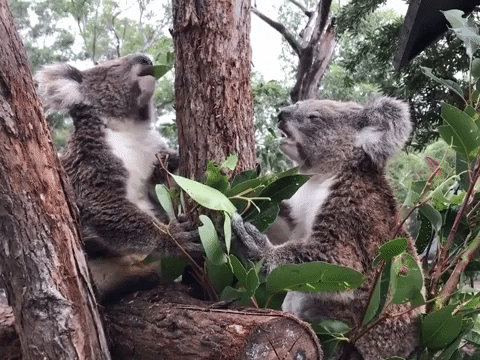 Nom Nom Nom Koalas GIF by Storyful