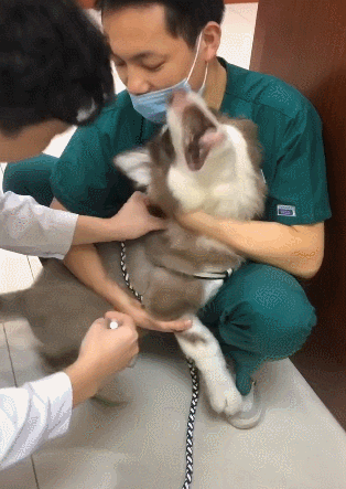 cuteanimalland giphyupload GIF