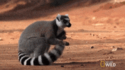 national geographic madagascar GIF by Nat Geo Wild