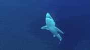 excited good morning GIF by Shark Week