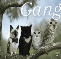 Cat Owl GIF