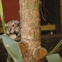 San Diego Love GIF by San Diego Zoo Wildlife Alliance