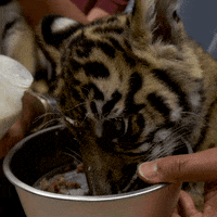 San Diego Love GIF by San Diego Zoo Wildlife Alliance