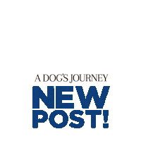 universal pictures dog Sticker by A Dog's Journey