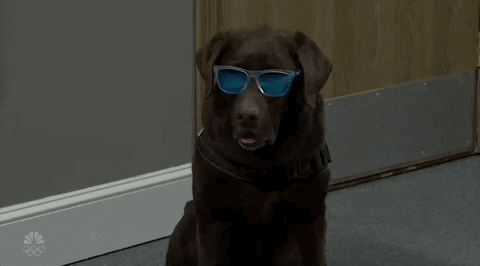 Cool Dog GIF by Saturday Night Live