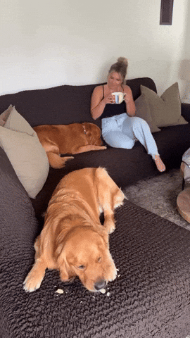 Dog Cheers GIF by mammamiacovers