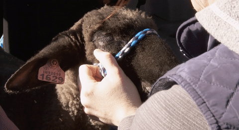 the incredible dr pol GIF by Nat Geo Wild 