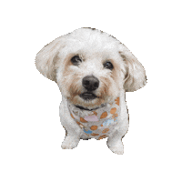 No Place Like Home Maltipoo Sticker by Geekster Pets