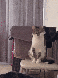 Shocked Cat GIF