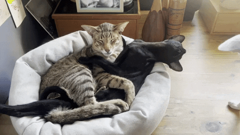 PipeWolf cat cats pets old GIF
